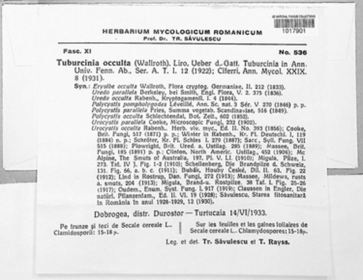 Tuburcinia occulta image